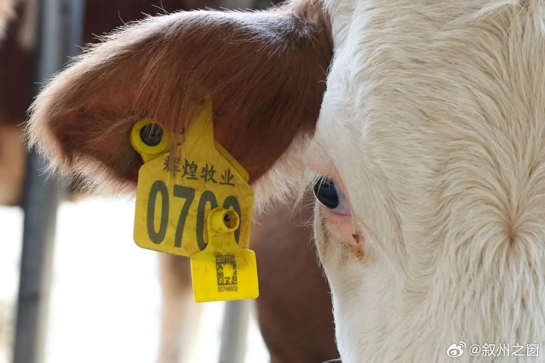 我来教教大家“牛牛如何开挂”其实确实有挂 