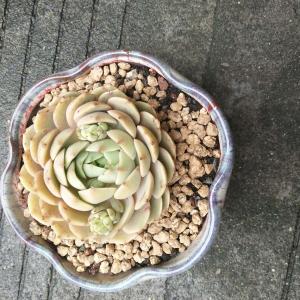 我来教教大家“常来跑得快能开挂吗”其实确实有挂 