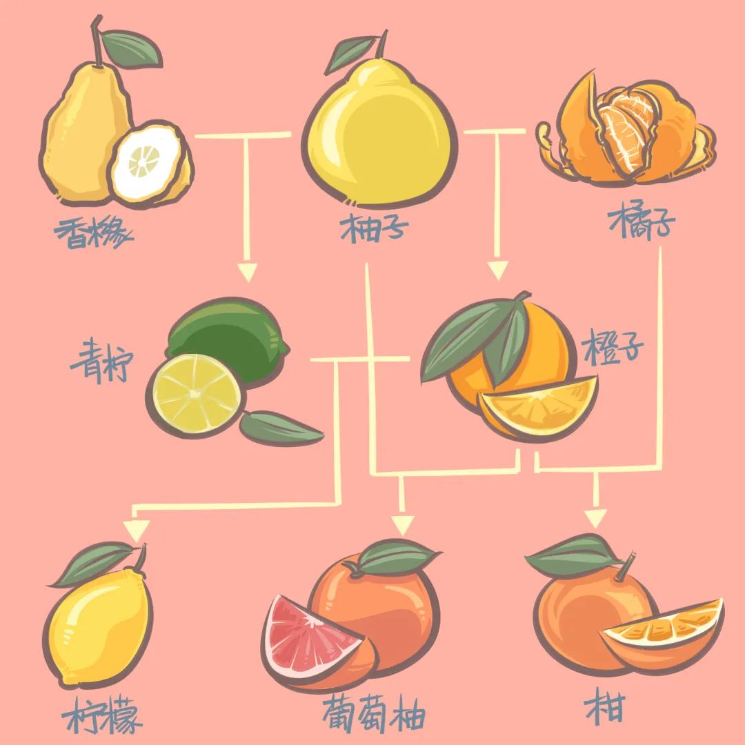 推荐一款“福建十三水果然有挂”原来有挂-知乎