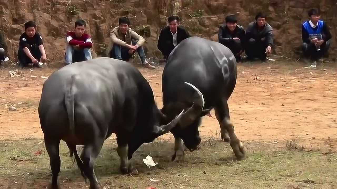 优选推荐“受欢迎且耐用有斗牛的设备吗_《爱问知识人 使用说明》