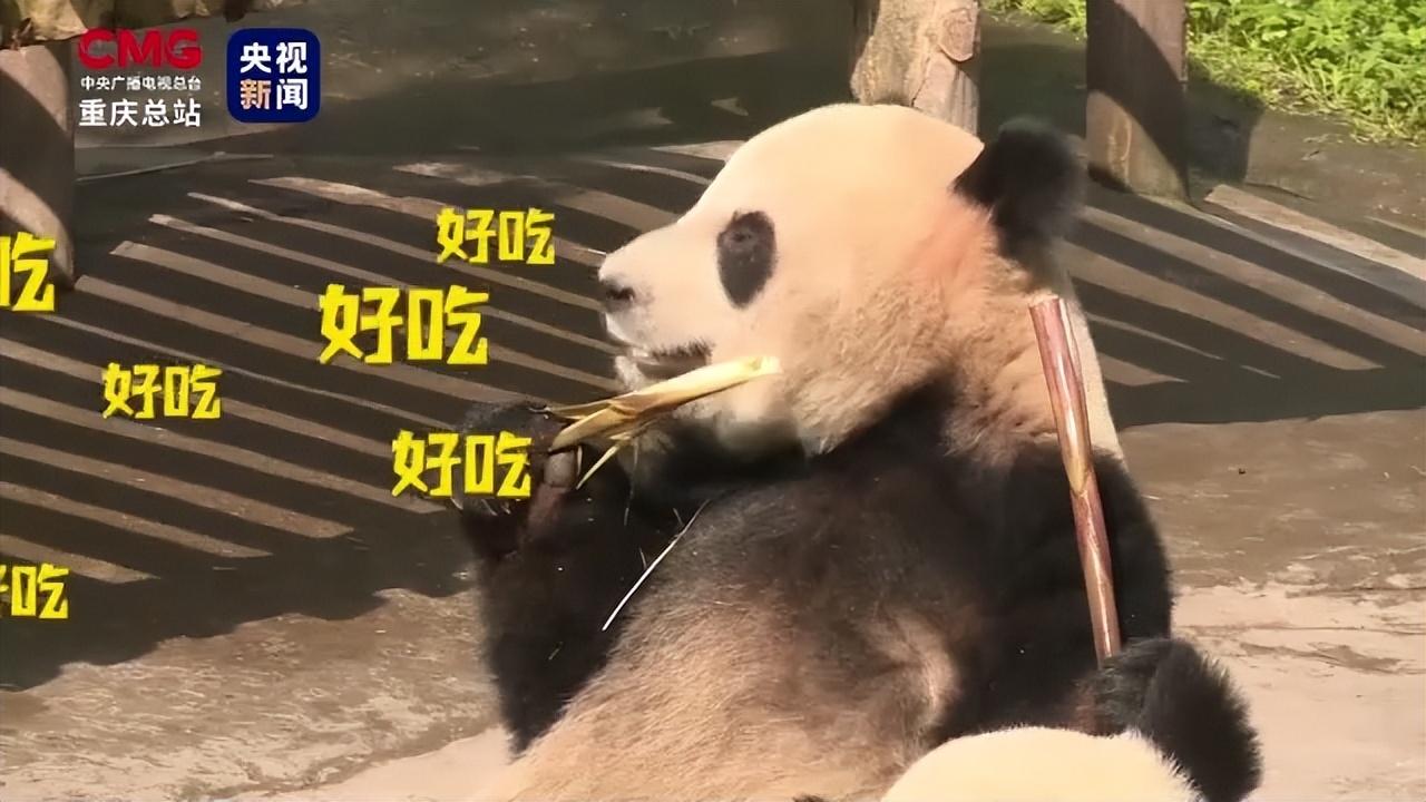 台州果果麻将真的确实是有挂(确实有挂)