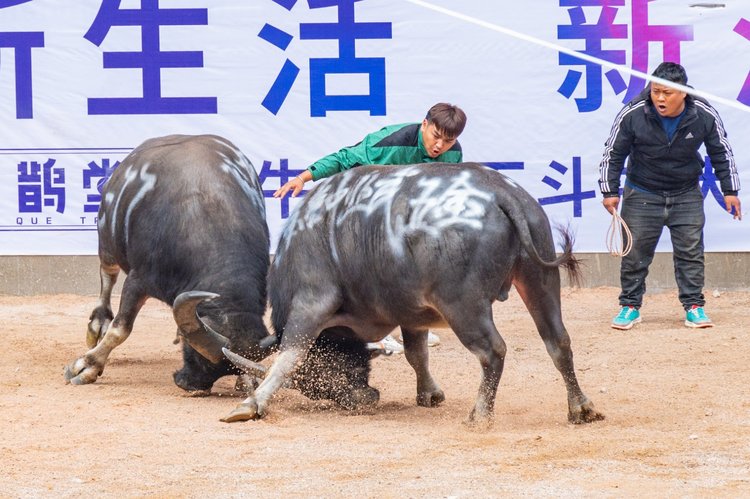 优选推荐“实用斗牛有什么设备《详细教程 新浪科技》