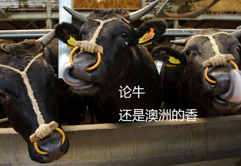 5分钟教会你“终于找到斗牛出千方法视频一《我来教教你怎么赢 》