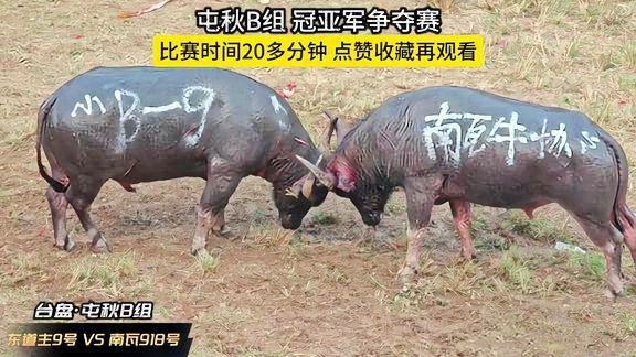 5分钟教会你“终于找到斗牛出千方法视频一《我来教教你怎么赢 》