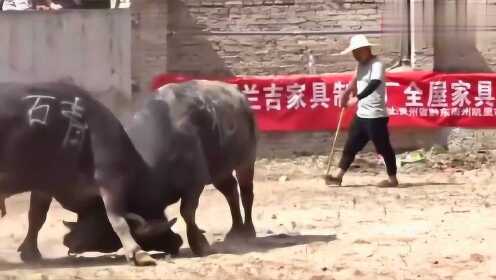 3分钟教你科普“斗牛先进仪器一套多少钱一《我来教教你怎么赢 》