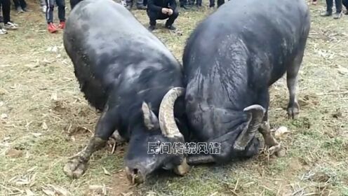 3分钟教你科普“斗牛先进仪器一套多少钱一《我来教教你怎么赢 》