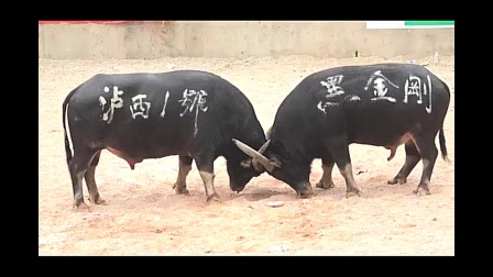 教程辅助“筒子斗牛多少钱《详细教程 新浪科技》