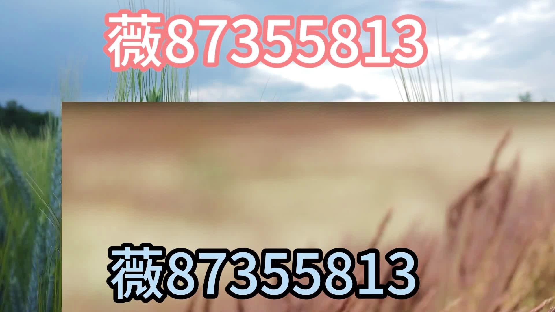 教程辅助“普通全自动麻将机万能遥控器多少钱一套《》《详细教程 新浪科技》