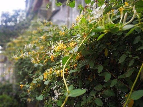 详细说明“炸金花技巧十大禁忌技术—详细解说+新浪科技