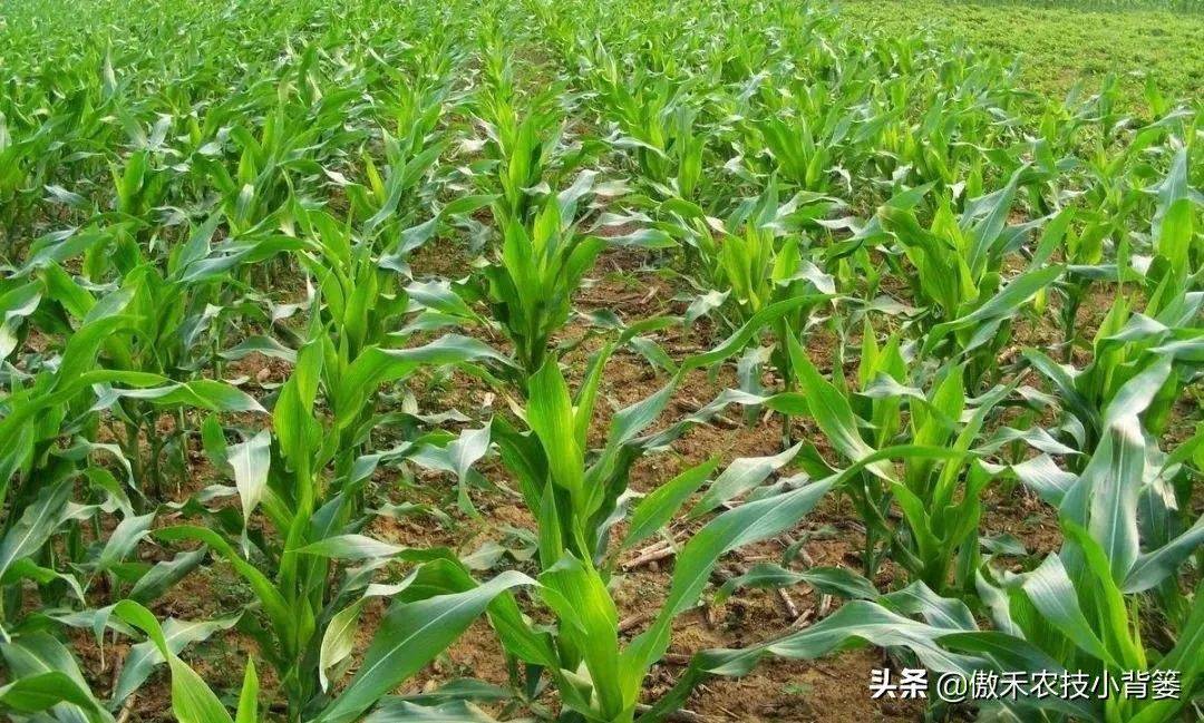 分享决窍“实用可以提前知道玉米结果的设备有哪些—详细解说+新浪科技